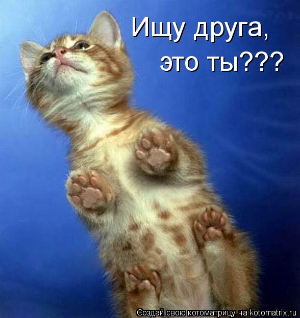 Ищу друга, это ты???... Котоматрица: Ищу друга, это ты???