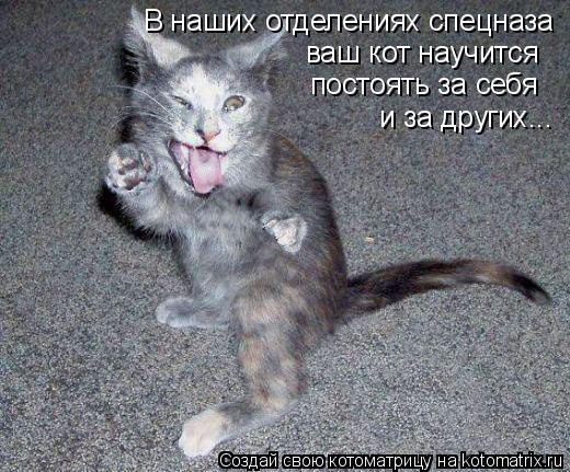 В наших отделениях спецназа ваш кот научится постоять за себя и за других...... Котоматрица: В наших отделениях спецназа ваш кот научится постоять за себя и за других...