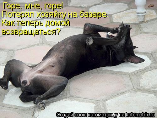 Горе, мне, горе! Потерял хозяйку на базаре. Как теперь домой возвращаться?... Котоматрица: Горе, мне, горе! Потерял хозяйку на базаре. Как теперь домой возвращаться?
