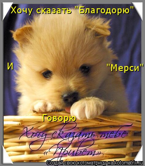 Хочу сказать "Благодорю" И Говорю "Мерси"... Котоматрица: Хочу сказать "Благодорю" И Говорю "Мерси"