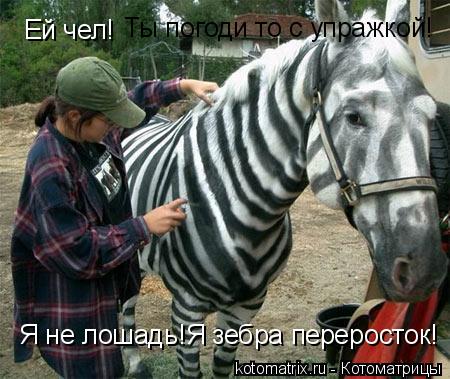 Котоматрица: Ей чел! Ты погоди то с упражкой! Я не лошадь!Я зебра переросток!