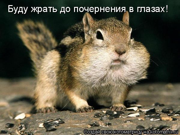 Котоматрица: Буду жрать до почернения в глазах!