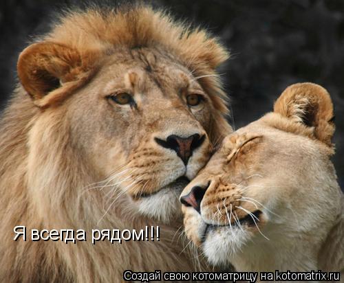 Я всегда рядом!!!... Котоматрица: Я всегда рядом!!!