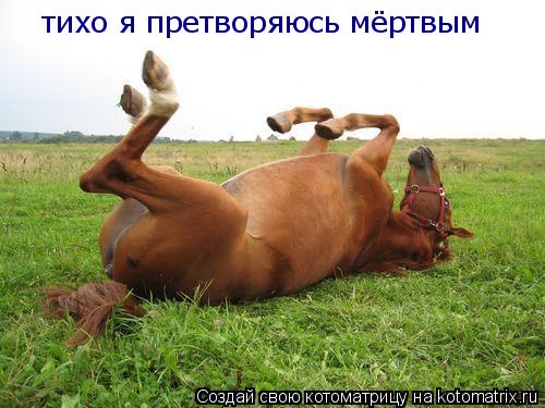 тихо я претворяюсь мёртвым... Котоматрица: тихо я претворяюсь мёртвым