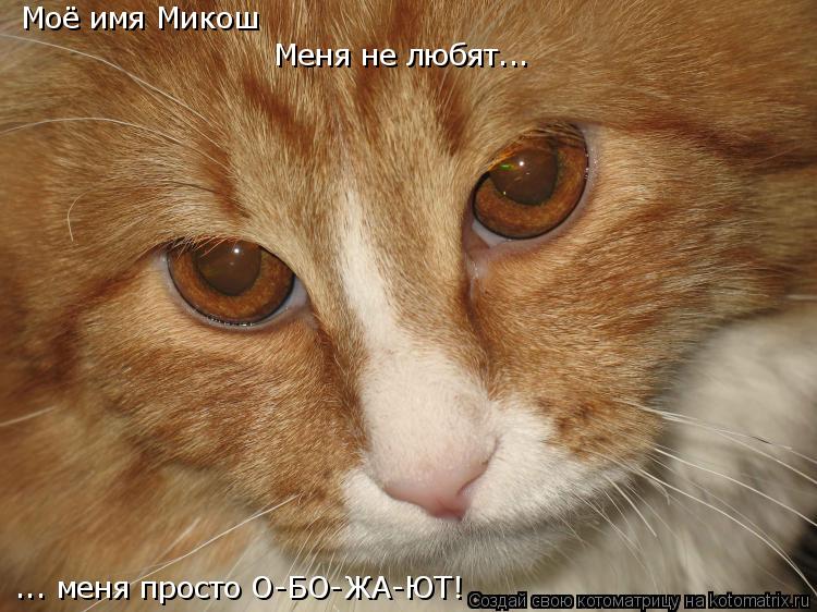 Котоматрица: Моё имя Микош  ... меня просто О-БО-ЖА-ЮТ! Меня не любят...