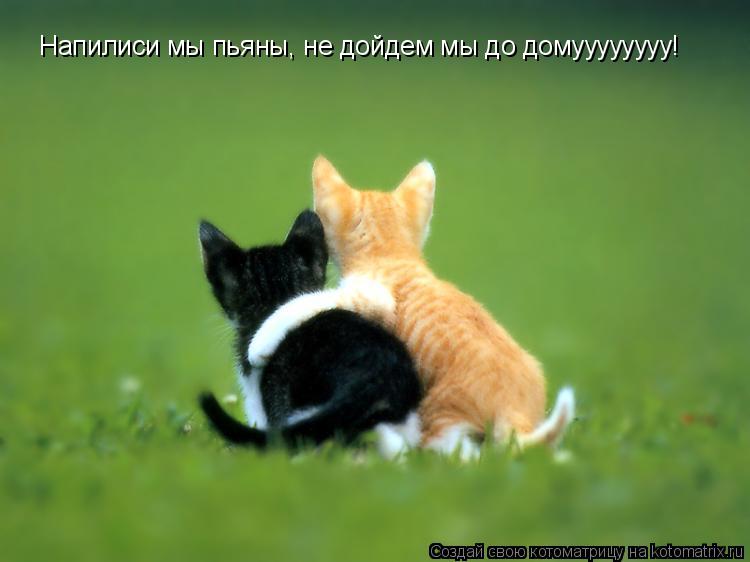 Напилиси мы пьяны, не дойдем мы до домуууууууу!... Котоматрица: Напилиси мы пьяны, не дойдем мы до домуууууууу!