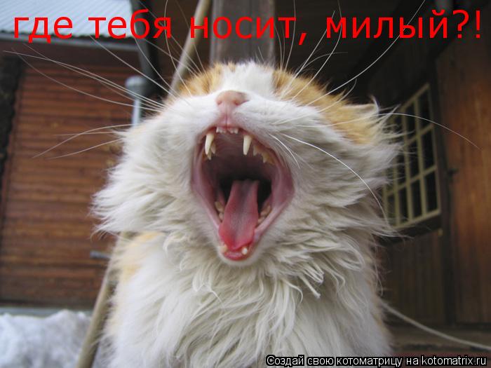где тебя носит, милый?!... Котоматрица: где тебя носит, милый?!