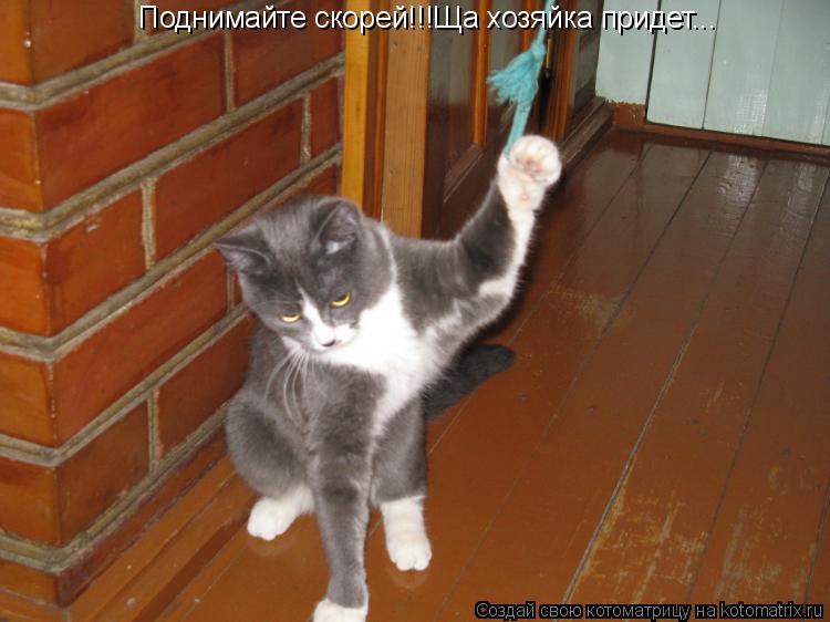 Поднимайте скорей!!!Ща хозяйка придет...... Котоматрица: Поднимайте скорей!!!Ща хозяйка придет...