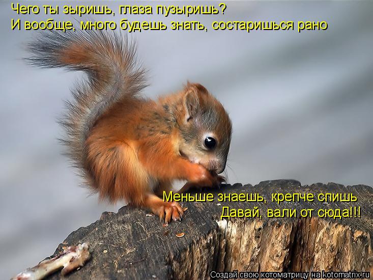 Чего ты зыришь, глаза пузыришь? И вообще, много будешь знать, состаришься рано Меньше знаешь, крепче ... Котоматрица: Чего ты зыришь, глаза пузыришь? И вообще, много будешь знать, состаришься рано Меньше знаешь, крепче спишь Давай, вали от сюда!!!