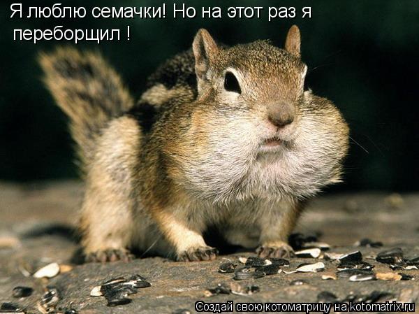 Я люблю семачки! Но на этот раз я переборщил !... Котоматрица: Я люблю семачки! Но на этот раз я переборщил !