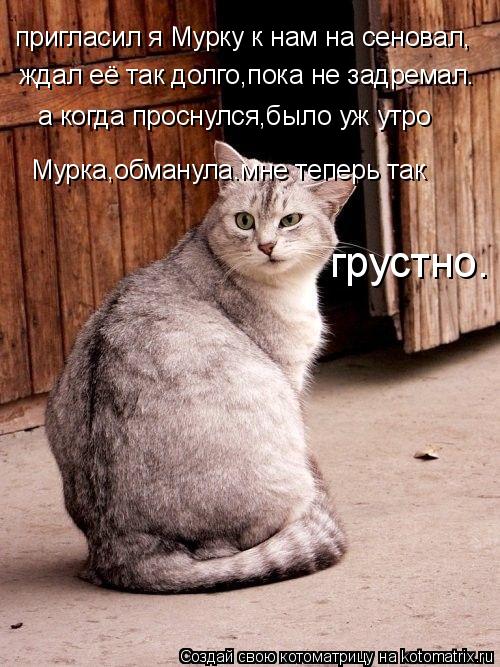 пригласил я Мурку к нам на сеновал, ждал её так долго,пока не задремал. а когда проснулся,было уж утр... Котоматрица: пригласил я Мурку к нам на сеновал, ждал её так долго,пока не задремал. а когда проснулся,было уж утро Мурка,обманула.мне теперь так грустно.