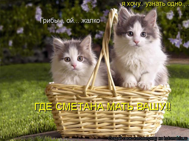 Котоматрица: Грибы... ой... жалко я хочу.. узнать одно.... ГДЕ СМЕТАНА МАТЬ ВАШУ!!
