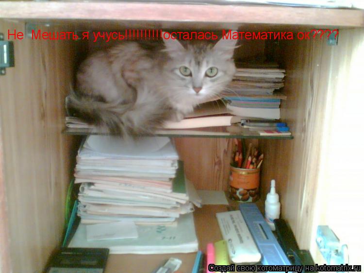 Не Мешать я учусь!!!!!!!!!!осталась Математика ок????... Котоматрица: Не Мешать я учусь!!!!!!!!!!осталась Математика ок????