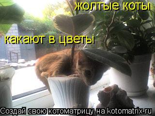какают в цветы жолтые коты... Котоматрица: какают в цветы жолтые коты