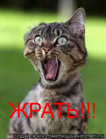 ЖРАТЬ!!!... Котоматрица: ЖРАТЬ!!!