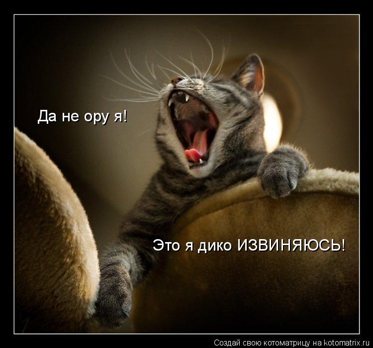 Да не ору я! Это я дико ИЗВИНЯЮСЬ!... Котоматрица: Да не ору я! Это я дико ИЗВИНЯЮСЬ!
