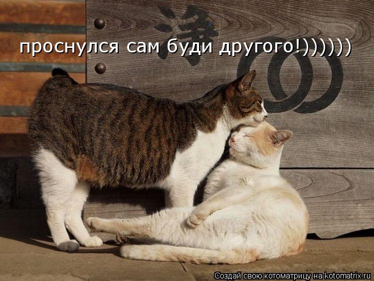 Котоматрица: проснулся сам буди другого!))))))