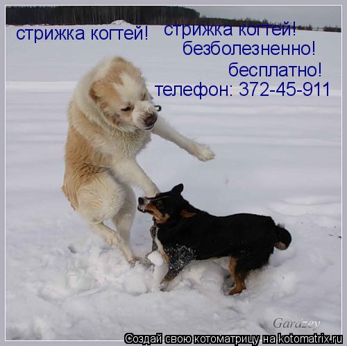 стрижка когтей! стрижка когтей! безболезненно! бесплатно! телефон: 372-45-911... Котоматрица: стрижка когтей! стрижка когтей! безболезненно! бесплатно! телефон: 372-45-911