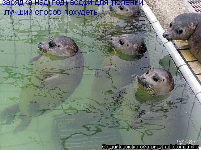 зарядка над(под) водой для тюлений лучший способ похудеть... Котоматрица: зарядка над(под) водой для тюлений лучший способ похудеть