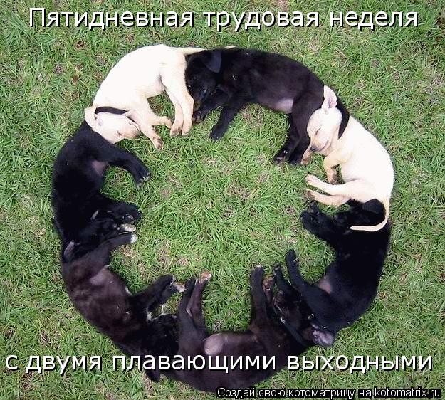 Пятидневная трудовая неделя с двумя плавающими выходными... Котоматрица: Пятидневная трудовая неделя с двумя плавающими выходными