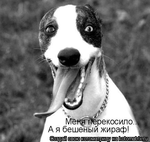 Котоматрица: А я бешеный жираф! Меня перекосило...