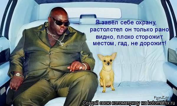 местом, гад, не дорожит! видно, плохо сторожит растолстел он только рано, Я завёл себе охрану,... Котоматрица: местом, гад, не дорожит! видно, плохо сторожит растолстел он только рано, Я завёл себе охрану,