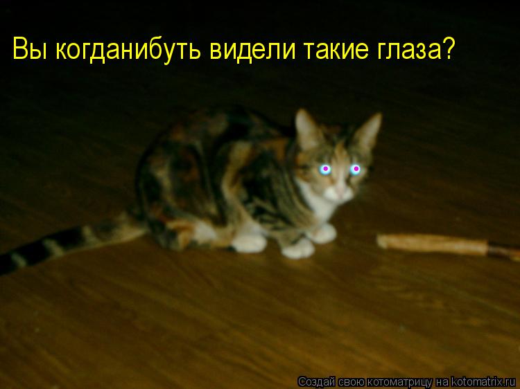 Котоматрица: Вы когданибуть видели такие глаза?