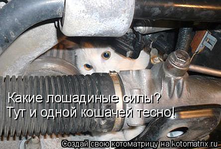 Какие лошадиные силы? Тут и одной кошачей тесно!... Котоматрица: Какие лошадиные силы? Тут и одной кошачей тесно!