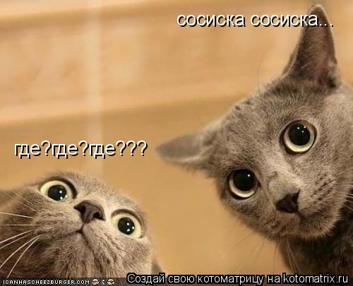 Котоматрица: сосиска сосиска... где?где?где???