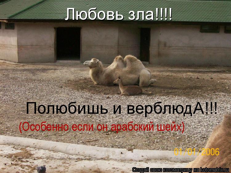 Котоматрица: Любовь зла!!!! Полюбишь и верблюдА!!! (Особенно если он арабский шейх)