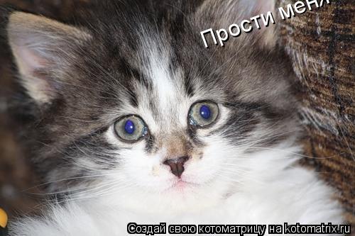 Котоматрица: Прости меня