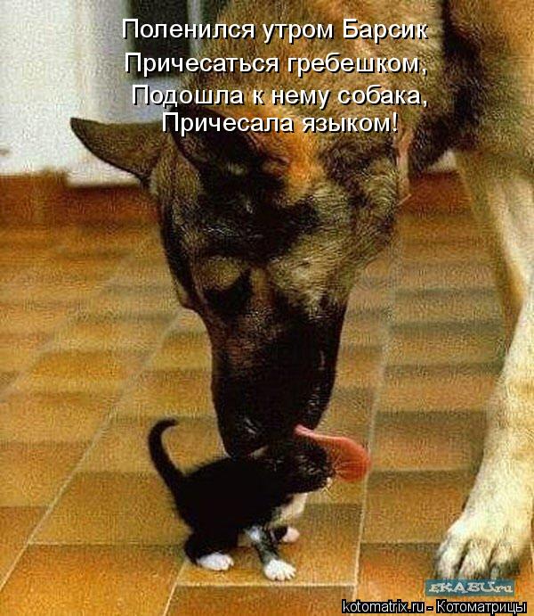 Поленился утром Барсик Причесаться гребешком, Подошла к нему собака, Причесала языком!... Котоматрица: Поленился утром Барсик Причесаться гребешком, Подошла к нему собака, Причесала языком!