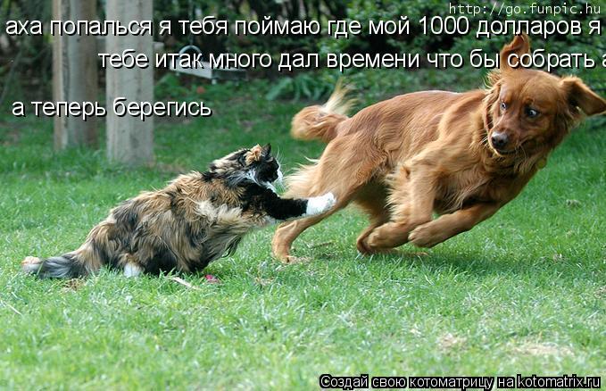 аха попалься я тебя поймаю где мой 1000 долларов я тебе итак много дал времени что бы собрать а тепер... Котоматрица: аха попалься я тебя поймаю где мой 1000 долларов я тебе итак много дал времени что бы собрать а теперь берегмь тебе итак много дал времени что