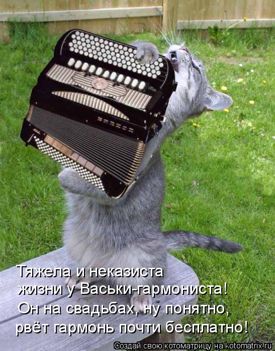 Тяжела и неказиста жизни у Васьки-гармониста! Он на свадьбах, ну понятно, рвёт гармонь почти бесплат... Котоматрица: Тяжела и неказиста жизни у Васьки-гармониста! Он на свадьбах, ну понятно, рвёт гармонь почти бесплатно!