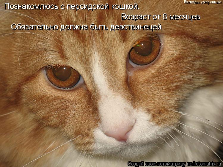 Познакомлюсь с персидской кошкой. Возраст от 8 месяцев Обязательно должна быть девствинецей Взгляды:у... Котоматрица: Познакомлюсь с персидской кошкой. Возраст от 8 месяцев Обязательно должна быть девствинецей Взгляды:умеренные