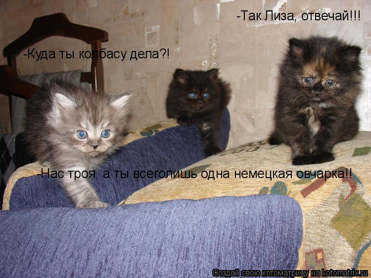 -Так Лиза, отвечай!!! -Куда ты колбасу дела?! -Нас троя, а ты всеголишь одна немецкая овчарка!!... Котоматрица: -Так Лиза, отвечай!!! -Куда ты колбасу дела?! -Нас троя, а ты всеголишь одна немецкая овчарка!!