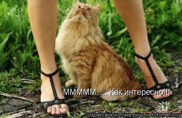 МММММ..... Как интересно!!!... Котоматрица: МММММ..... Как интересно!!!