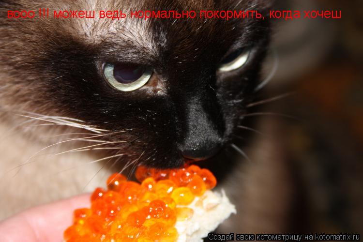 вооо !!! можеш ведь нормально покормить, когда хочеш... Котоматрица: вооо !!! можеш ведь нормально покормить, когда хочеш