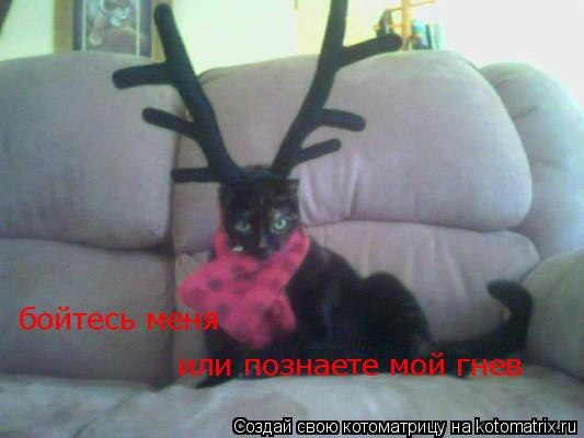 бойтесь меня или познаете мой гнев... Котоматрица: бойтесь меня или познаете мой гнев