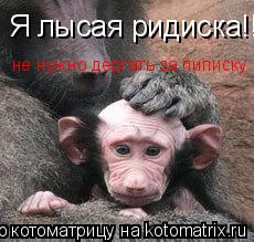 Я лысая ридиска!!! не нужно дёргать за пиписку... Котоматрица: Я лысая ридиска!!! не нужно дёргать за пиписку