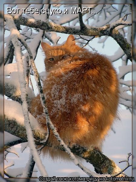 Котоматрица: Вот тебе,сцуко,и МАРТ...