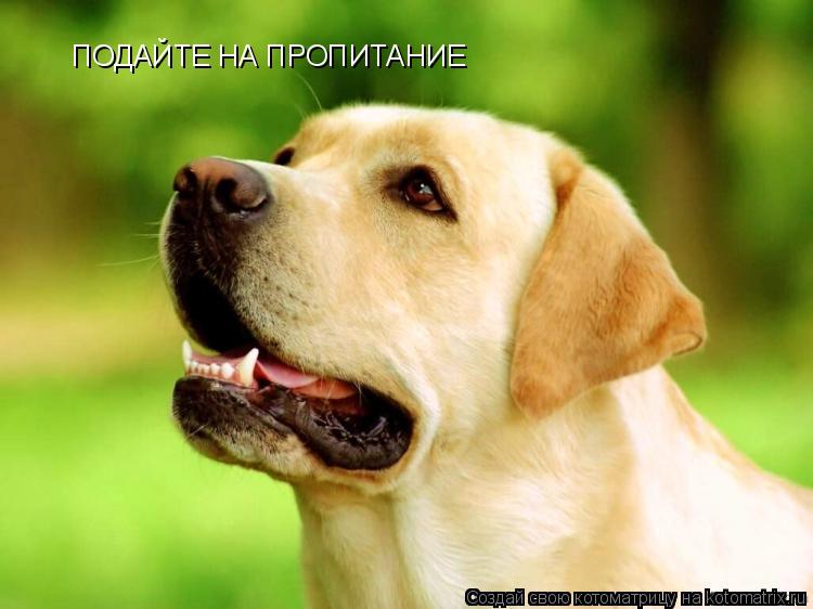 Котоматрица: ПОДАЙТЕ НА ПРОПИТАНИЕ