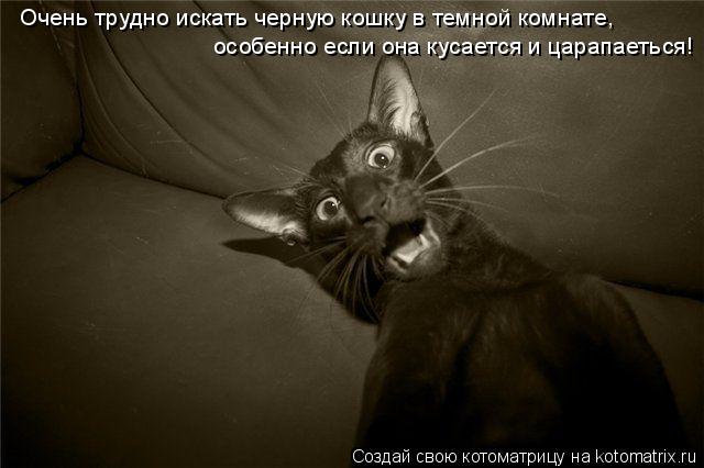 Очень трудно искать черную кошку в темной комнате, особенно если она кусается и царапаеться!... Котоматрица: Очень трудно искать черную кошку в темной комнате, особенно если она кусается и царапаеться!