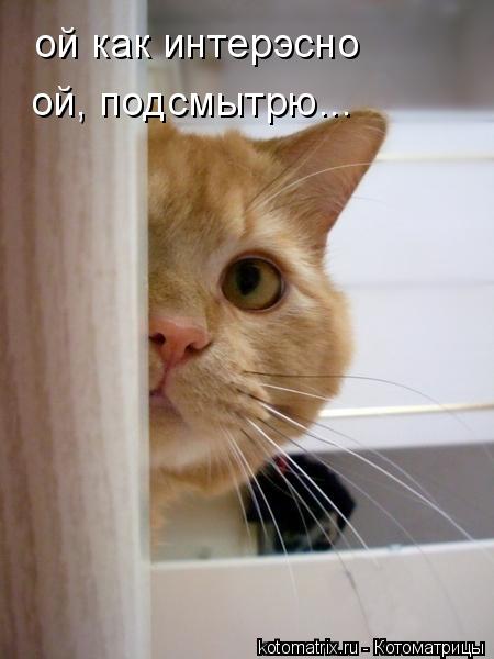 ой как интерэсно ой, подсмытрю...... Котоматрица: ой как интерэсно ой, подсмытрю...
