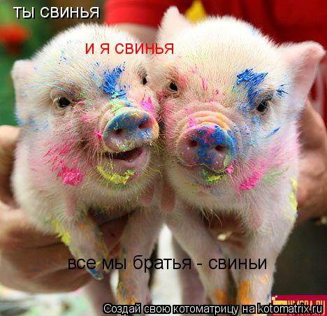 ты свинья и я свинья все мы братья - свиньи... Котоматрица: ты свинья и я свинья все мы братья - свиньи