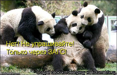 Нет! Не упрашивайте! Только через ЗАГС!... Котоматрица: Нет! Не упрашивайте! Только через ЗАГС!