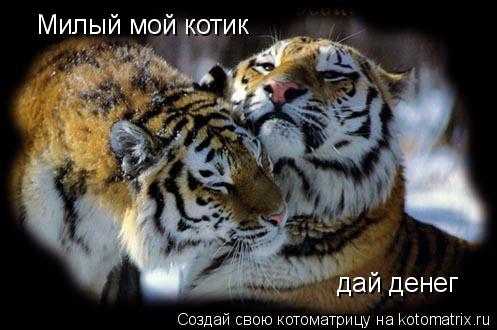 Милый мой котик дай денег... Котоматрица: Милый мой котик дай денег