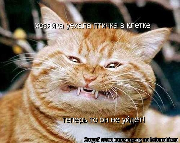 Котоматрица: хозяйка уехала птичка в клетке  теперь то он не уйдёт!