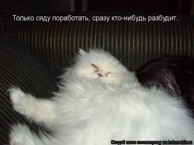 Только сяду поработать, сразу кто-нибyдь разбудит...... Котоматрица: Только сяду поработать, сразу кто-нибyдь разбудит...