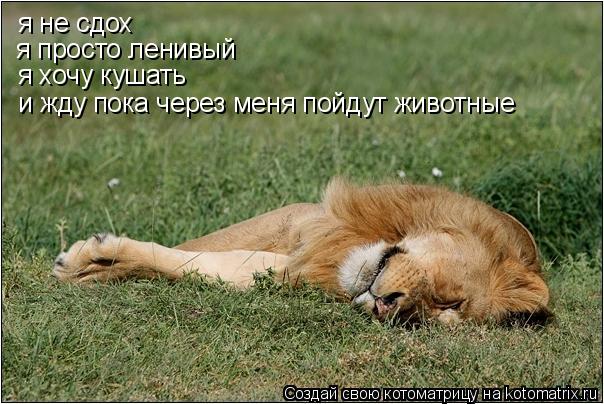 я не сдох я просто ленивый я хочу кушать и жду пока через меня пойдут животные... Котоматрица: я не сдох я просто ленивый я хочу кушать и жду пока через меня пойдут животные